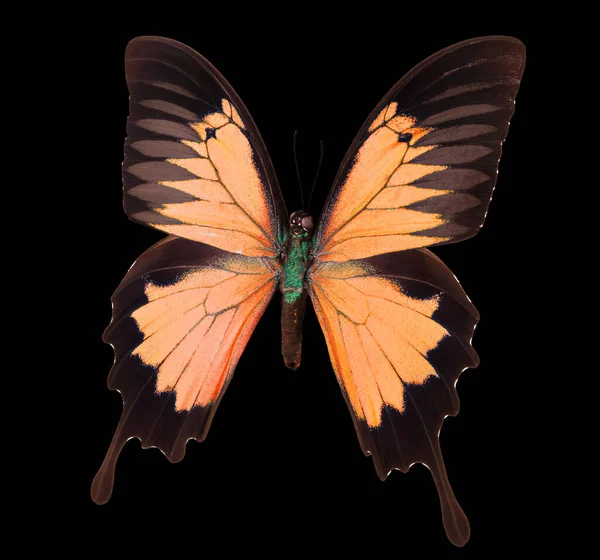 黒の背景に孤立したオレンジの皇帝蝶 — ストック写真