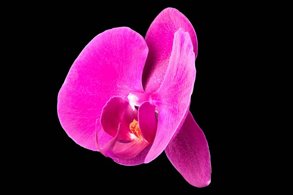 Extreme Nahaufnahme Einer Violetten Phalaenopsis Oder Mottenorchidee Aus Der Familie — Stockfoto