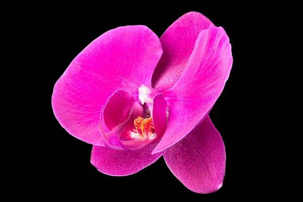 Extreme Nahaufnahme Einer Violetten Phalaenopsis Oder Mottenorchidee Aus Der Familie — Stockfoto