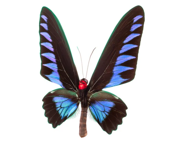 Niebieski Motyl Odizolowany Białym Tle Ścieżką Wycinania — Zdjęcie stockowe