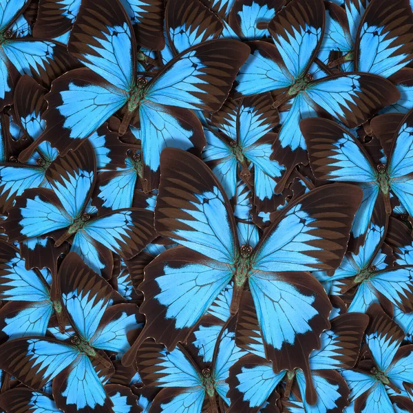 Abstract Patroon Maden Van Verschillende Kleurrijke Vlinders — Stockfoto