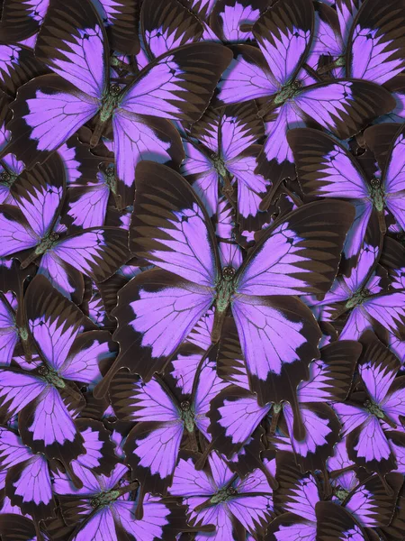 Abstraktes Muster Maden Von Verschiedenen Bunten Schmetterlingen — Stockfoto