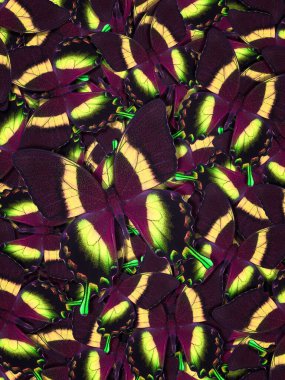 Farklı renkli kelebeklerden soyut desenli maden.