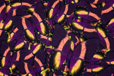 Farklı renkli kelebeklerden soyut desenli maden.