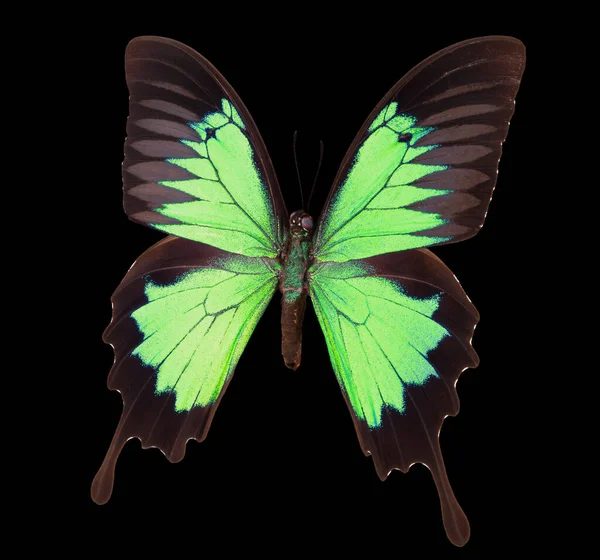 Green Emperor Butterfly Isolated Black Background Clipping Path — Stock Photo, Image