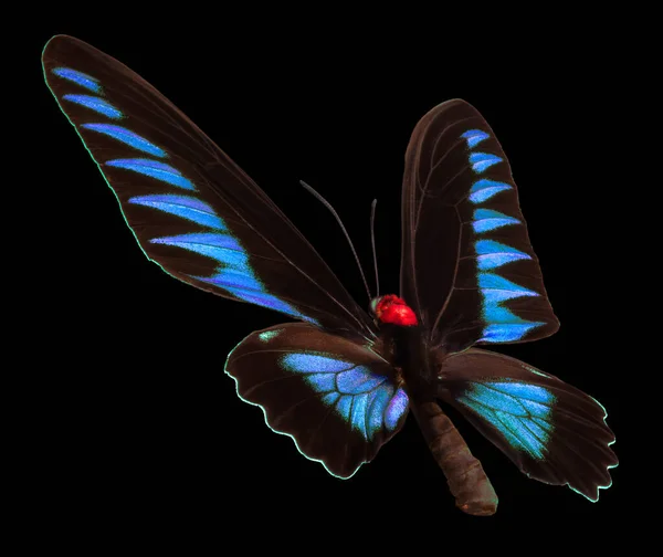 Modrý Motýl Izolovaný Černém Pozadí Výstřižkovou Cestou — Stock fotografie