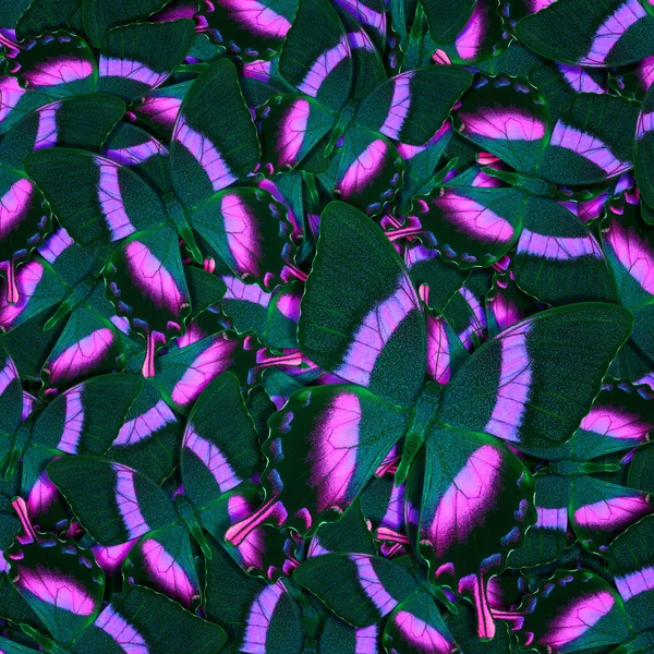 Farklı renkli kelebeklerden soyut desenli maden.