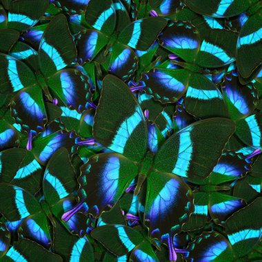 Farklı renkli kelebeklerden soyut desenli maden.