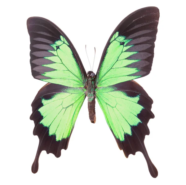 Morpho Butterfly Isolated White Background Clipping Path Green Swallowtail Turqouise — Stock Photo, Image