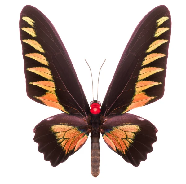 クリッピングパスを持つ白い背景に隔離されたオレンジ蝶 — ストック写真