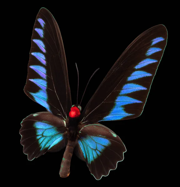 Modrý Motýl Izolovaný Černém Pozadí Výstřižkovou Cestou — Stock fotografie