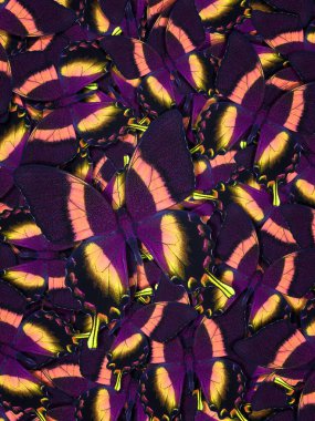 Farklı renkli kelebeklerden soyut desenli maden.