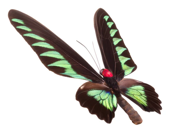 Зеленая бабочка на белом фоне — стоковое фото