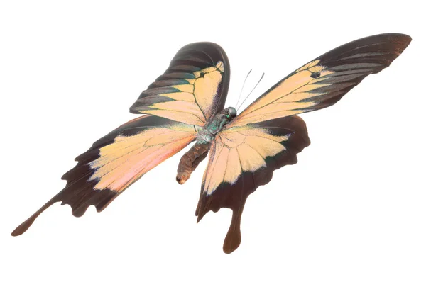 Morpho motyl izolowany na białym tle — Zdjęcie stockowe