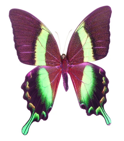 Morpho borboleta isolada em um fundo branco — Fotografia de Stock