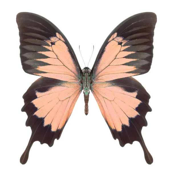Morpho motýl izolovaný na bílém pozadí — Stock fotografie