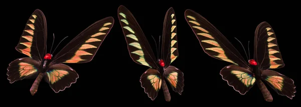 Sada barevných motýlů izolovaných na černém pozadí — Stock fotografie