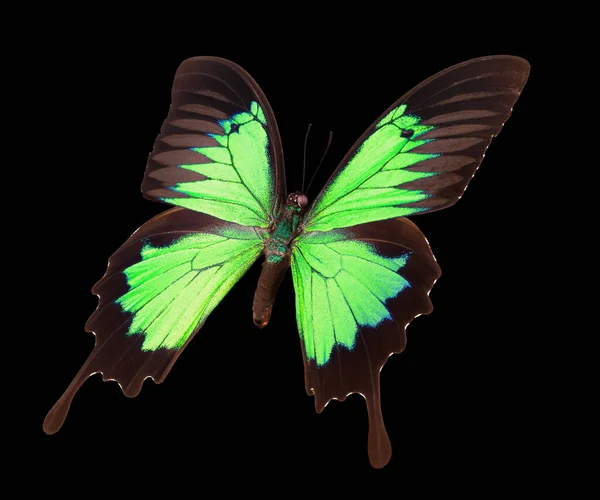 Зелений імператор метелик ізольований на чорному тлі — стокове фото