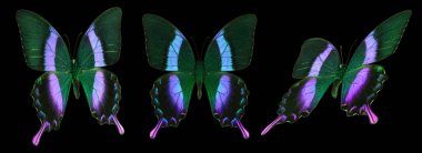 Siyah bir arka planda izole edilmiş renkli kelebekler..