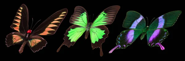 黒い背景に隔離されたカラフルな蝶のセット — ストック写真