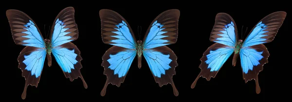 Conjunto de coloridas mariposas aisladas sobre un fondo negro — Foto de Stock