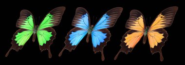 Siyah bir arka planda izole edilmiş renkli kelebekler..