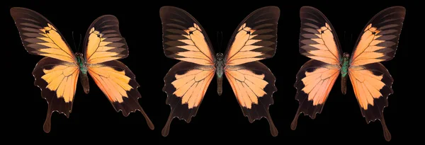 Ensemble Papillons Colorés Isolés Sur Fond Noir — Photo