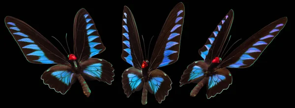 Zestaw Kolorowych Motyli Odizolowanych Czarnym Tle — Zdjęcie stockowe