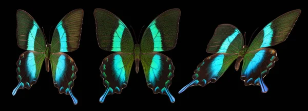 黒い背景に隔離されたカラフルな蝶のセット — ストック写真