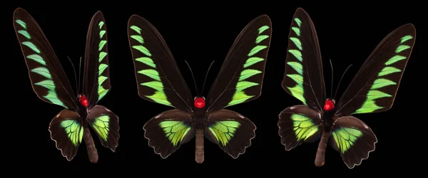 Набор Красочных Бабочек Изолированных Черном Фоне — стоковое фото