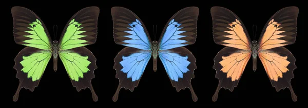 Set of colorful butterflies isolated on a black background.