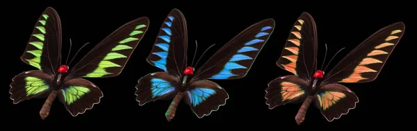 Sada Barevných Motýlů Izolovaných Černém Pozadí — Stock fotografie