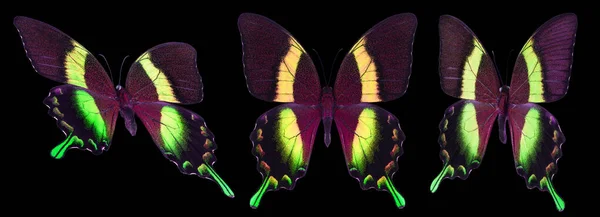 Uppsättning Färgglada Fjärilar Isolerad Svart Bakgrund — Stockfoto