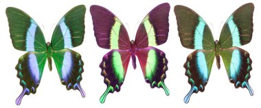 Beyaz arka planda izole edilmiş renkli kelebekler..