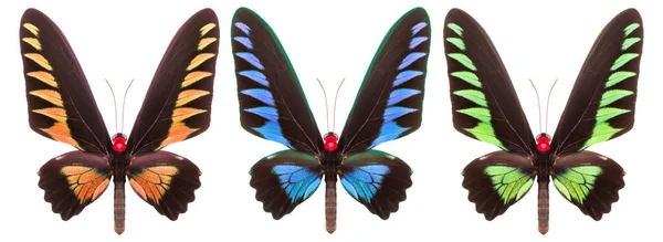 Sada Barevných Motýlů Izolovaných Bílém Pozadí — Stock fotografie