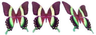 Beyaz arka planda izole edilmiş renkli kelebekler..