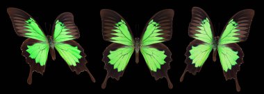 Siyah bir arka planda izole edilmiş renkli kelebekler..