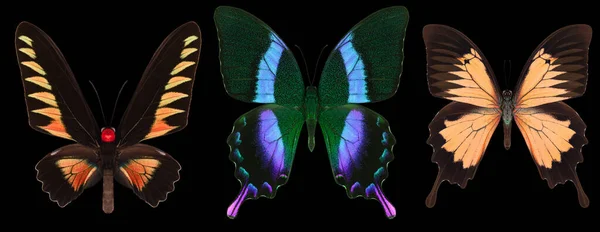 Set Colorful Butterflies Isolated Black Background — Stock Photo, Image