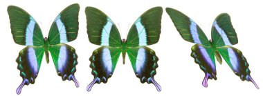 Beyaz arka planda izole edilmiş renkli kelebekler..