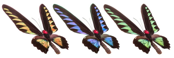 Sada Barevných Motýlů Izolovaných Bílém Pozadí — Stock fotografie