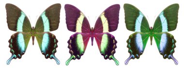 Beyaz arka planda izole edilmiş renkli kelebekler..