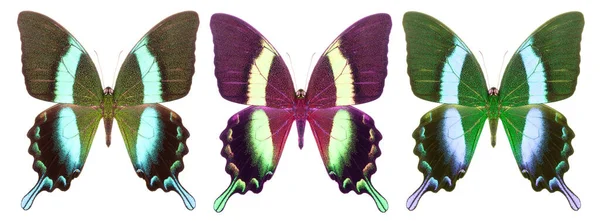 Uppsättning Färgglada Fjärilar Isolerad Vit Bakgrund — Stockfoto