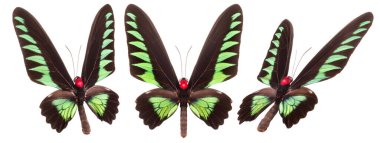 Beyaz arka planda izole edilmiş renkli kelebekler..