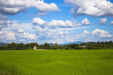 Pirinç alan yeşil çim mavi gökyüzü manzara