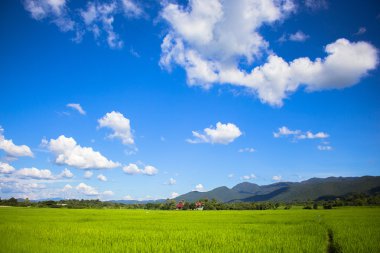 Pirinç alan yeşil çim mavi gökyüzü manzara