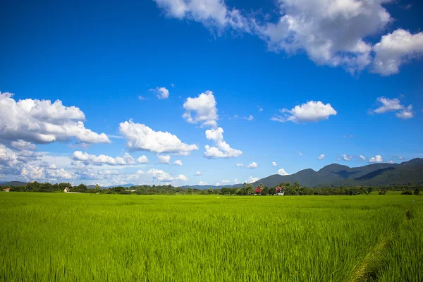 Rice field green grass blue sky landscape — Stock Photo, Image