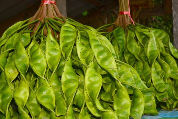 stock image Bitter bean (Parkia speciosa)