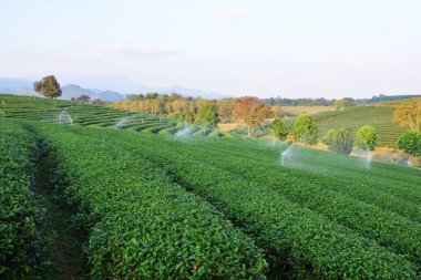 Beautiful tea plantations clipart