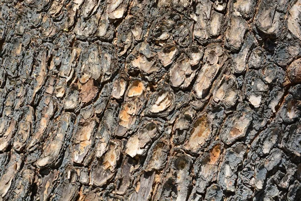 De boomstructuurweergave van de kant van de oude hout textuur in bos. kan worden gebruikt als achtergrond — Stockfoto