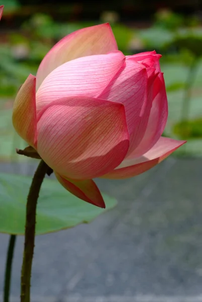 Lotus rare flower. Symbol of purity. — Stock Photo, Image